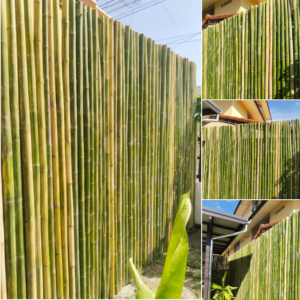 รั้วไม้ไผ่ธรรมชาติ Bamboo fence