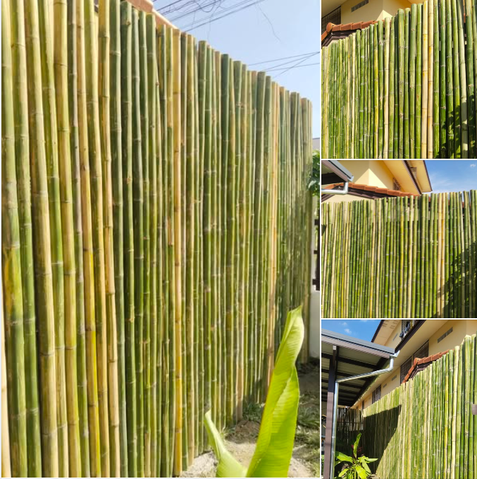 รั้วไม้ไผ่ธรรมชาติ Bamboo fence